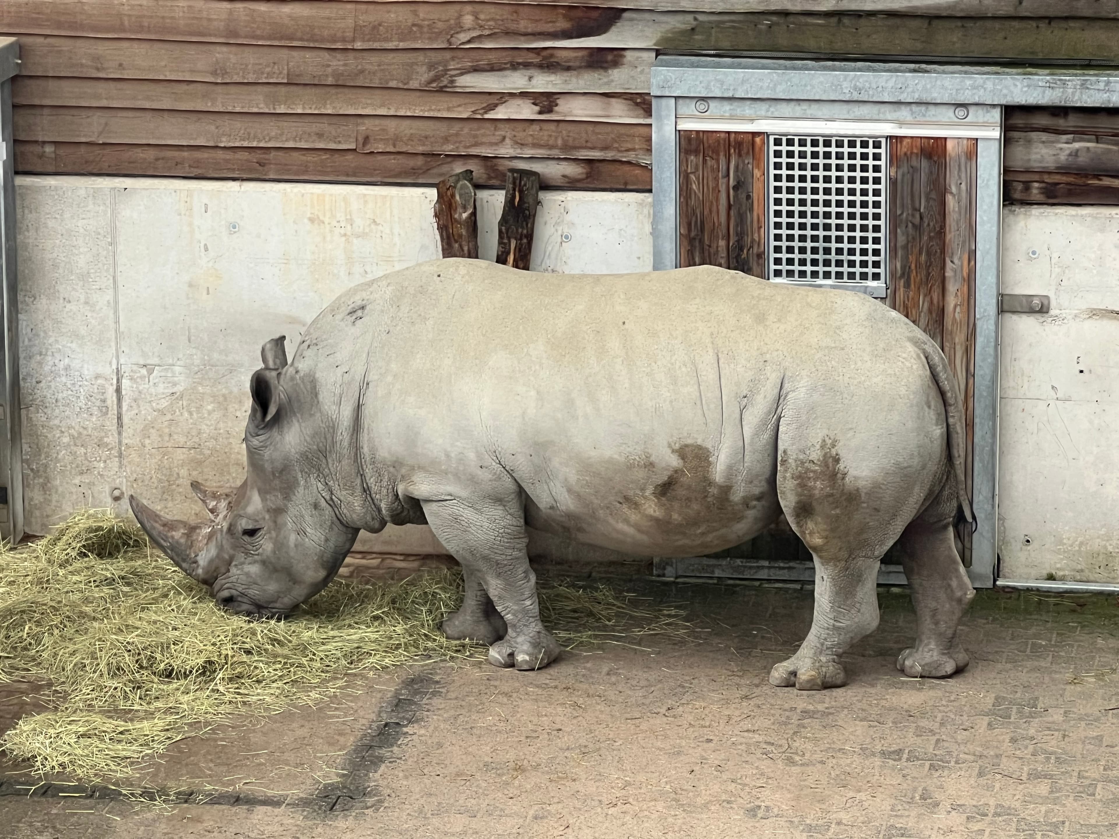 SIT Zoo ZH Nashorn